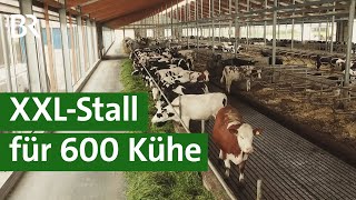 XXLKuhstall in Franken  Tierwohlstall oder Massentierhaltung  Unser Land  BR Fernsehen [upl. by Auqinu]