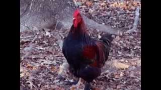 Cochin Rooster Crowing [upl. by Anihs]