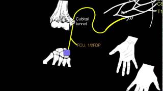 Innervation of forearm and hand muscles [upl. by Assirek173]