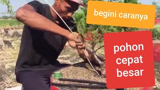 Cara Bikin Pohon Sinensis Cepat Besar  TRAVIS BONSAI [upl. by Ahtilat210]