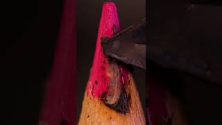 ASMR Pencil destroying close up macro short satisfying closeup asmr macro [upl. by Ahsirtak]