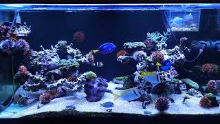 20241124 海水缸 Saltwater aquarium [upl. by Philomena]