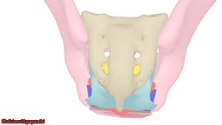 PUDENDAL CANALPERINEAL MEMBRANESACROTUBEROUS LIGAMENTISCHIOANAL FOSSAABDOMENANATOMYMBBS [upl. by Irakuy]