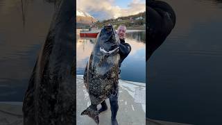 Spearfishing GIANT Halibut in Norway spearfishing halibut [upl. by Enorej]