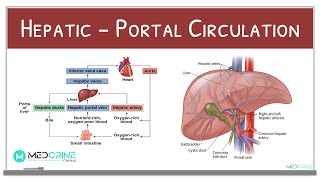 HepaticPortal Circulation Physiology Explained [upl. by Ambrosine595]