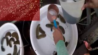 Induced Spawning of Sea Cucumber Holothuria Scabra [upl. by Rori593]