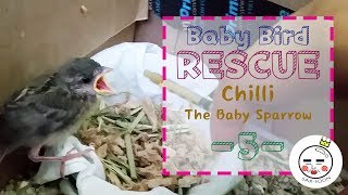 How to Save a Baby Birds Life  The Dodo [upl. by Eivol]