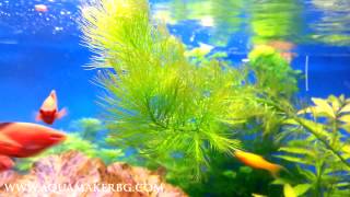 Myriophyllum elatinoides [upl. by Alraep145]