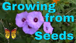 Morning Glory From Seed Flower Vine Plant Garden Landscape  Channel James Plosko [upl. by Nelo234]