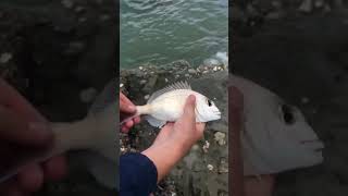 Catching snapper of the rocks auckland beach fishing shorts [upl. by Aneeb225]