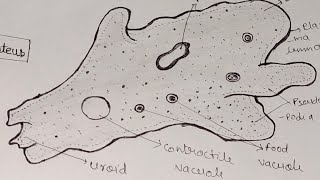 Amoeba Diagram। How to draw amoeba Proteus easily। amoebadiagramzoology। [upl. by Naaman]