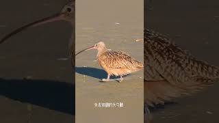 A spoon sandpiper that has lost its legs is always lucky as long as it survives Wonderful animals [upl. by Brocky128]