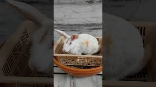 Rabbit ke pu or p karne ke liye basket Tub [upl. by Nauqram]