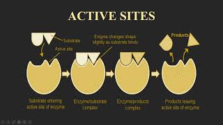 Enzymology  Active Site Malayalam [upl. by Utter975]