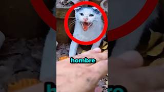 ¡Pobre Gata Protegiendo a Sus Gatitos  😱🐈 gatitos gato gatos [upl. by Tertius]