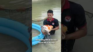 Amazing Big Koi Fish harvested from mud pond  koi koifish nishikigoi koifarm [upl. by Kelwin]