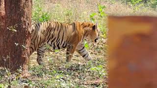 Royal Bengal Tiger 🐅  Indira Gandhi Zoological Park  Visakhapatnam [upl. by Yumuk]