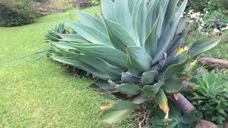 Video zu Newsletter Die Fuchsschwanz Agave Spiegel unser Selbst [upl. by Penelope710]