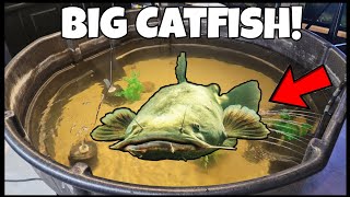 Feeding Catfish Pet Flathead Catfish in DIY Pond [upl. by Aihseym277]