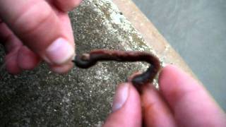 How to put ragworm on a hook [upl. by Dearman]