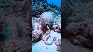 Sea Cucumber Drops Off Load Of Digested Sand  ViralHog [upl. by Fonzie]