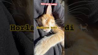 kedi horlama hayvanlar evcilhayvan cat catshorts nature [upl. by Etnohc]