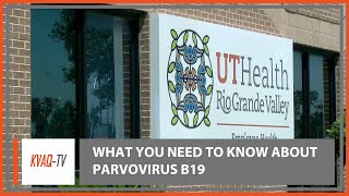 What You Need to Know About Parvovirus B19 [upl. by Cornelie152]