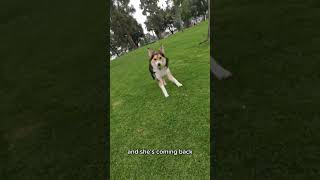 I took my dog to the park and this happened shorts park [upl. by Aidan]