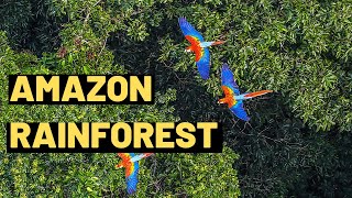 Discover Fascinating Facts About The Amazon Rainforest  Fun and Educational Video for Kids [upl. by Gottuard]