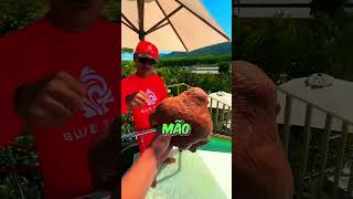 🐵❌Esse macaco decepcionou a todos curiosidades shorts [upl. by Indyc]