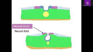 Lecture 2 General Embryology [upl. by Allak]