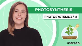 Photosystem 1 vs Photosystem 2  Photosynthesis Biology 101 [upl. by Pacorro]