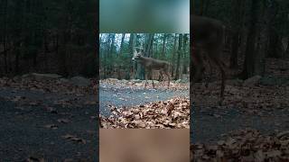 8 point buck still alive this hunting season 👍 [upl. by Amethist]