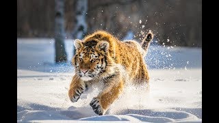 Дикая природа России Wildlife in Russia National Geographic 4K Ultra HD [upl. by Nnylylloh]