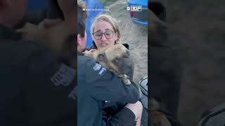 Missing dog reunited with owners after 4 days [upl. by Elad]