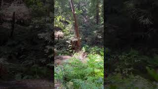 Muir Woods National Monument [upl. by Newbold]