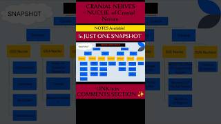 Cranial Nerves l Nucleus of Cranial NERVES ✨brainanatomy cranialnerves physiotherapyeducation [upl. by Christie]