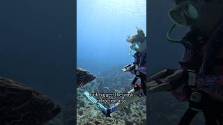 Top 5 lies that Scuba Divers love to tell 🤣🤷‍♂️🤿💦 scubadiving underwater funnyshorts [upl. by Hilda833]