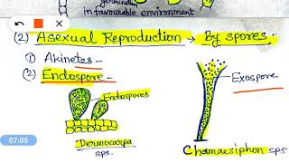 Reproduction in Algae शैवालों में प्रजनन [upl. by Calendre]