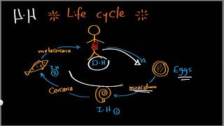 Parasitology 03 trematodes »DrMoaz [upl. by Levana]