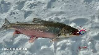 Check out how Inuit go ice fishing for arctic char in Nunavik [upl. by Ahsila263]