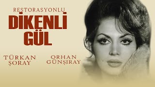 Dikenli Gül Türk Filmi  FULL  TÜRKAN ŞORAY  ORHAN GÜNŞIRAY  RESTORASYONLU [upl. by Viki]