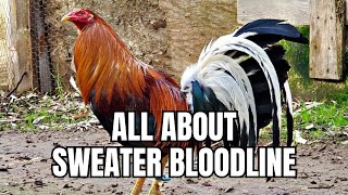 All About Sweater Gamefowl Bloodline [upl. by Cone]