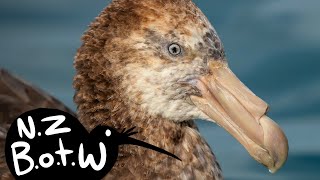 Northern giant petrel  New Zealand Bird of the Week [upl. by Assenad]