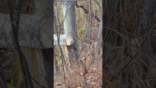 beaver gnawing on tree Elk Island National Park [upl. by Aleuname]