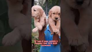 GOLDEND PUPPY AVAILABLE 7010904393shortsvideo funnyvideo funnyanimal shortvideo comedy [upl. by Meier]