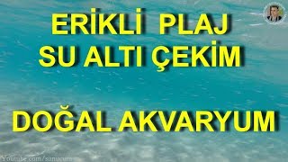 SAROS ERİKLİ PLAJ SU ALTI ÇEKİMDOĞAL AKVARYUM BALIK DÜNYASI  SUNUCUM 80 BÖLÜM [upl. by Devan]