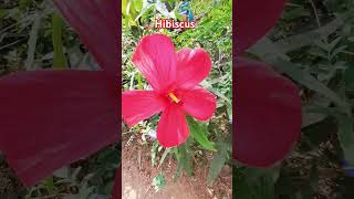 ഇവൻ ചെമ്പരത്തി അല്ലHibiscus coccineus തെക്കുകിഴക്കൻ യുണൈറ്റഡ് സ്റ്റേറ്റ്സിലെ തീരപ്രദേശങ്ങളിൽ കണ്ടുവ [upl. by Leffert]