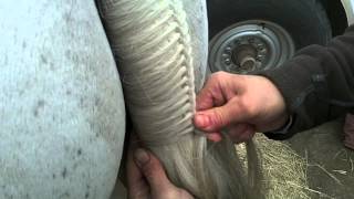 How to Braid a Tail Hunter Jumper [upl. by Duffie]