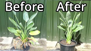 Repotting My Bird Of Paradise Plant Strelitzia reginae [upl. by Llemar]